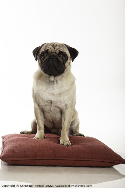 Pug Sitting on a Cushion Picture Board by Christine Kerioak