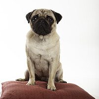 Buy canvas prints of Pug Sitting on a Cushion by Christine Kerioak