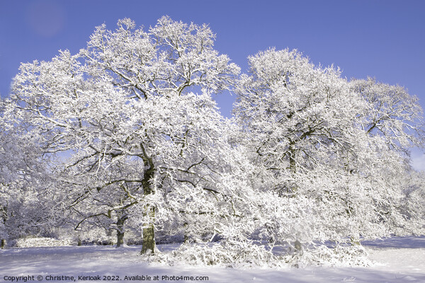 Snow Covered Oak Trees Picture Board by Christine Kerioak