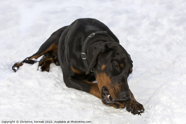 Dobermann Laying In Snow Picture Board by Christine Kerioak