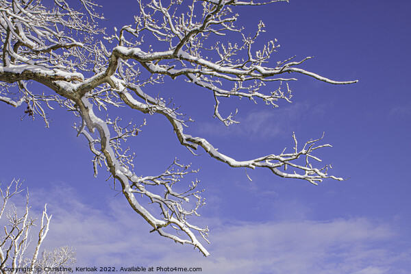 Snow Covered Branch Picture Board by Christine Kerioak