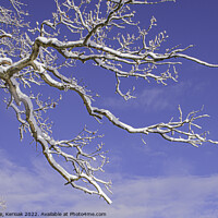 Buy canvas prints of Snow Covered Branch by Christine Kerioak