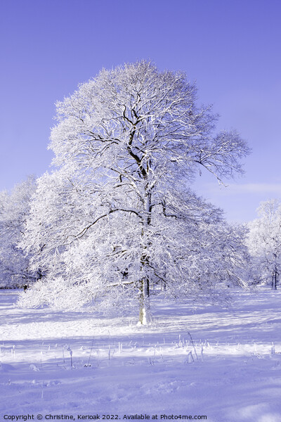 The White Oak Tree Picture Board by Christine Kerioak