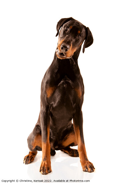 Dobermann dog sitting with head tilted Picture Board by Christine Kerioak
