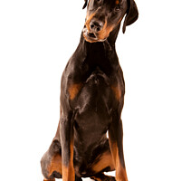 Buy canvas prints of Dobermann dog sitting with head tilted by Christine Kerioak