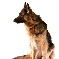 Buy canvas prints of German Shepherd Dog / Alsatian bitch by Christine Kerioak