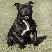 Buy canvas prints of Staffordshire Bull Terrier by Christine Kerioak