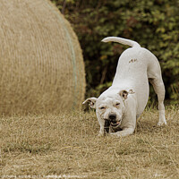 Buy canvas prints of Staffordshire Bull Terrier playing by Christine Kerioak