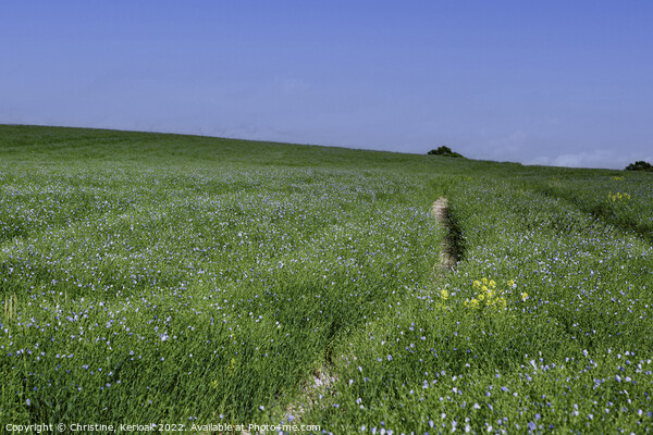 Field of Blue Flax or Linseed  flowers Picture Board by Christine Kerioak