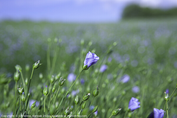 Blue Flax Flower Picture Board by Christine Kerioak