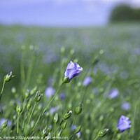 Buy canvas prints of Blue Flax Flower by Christine Kerioak