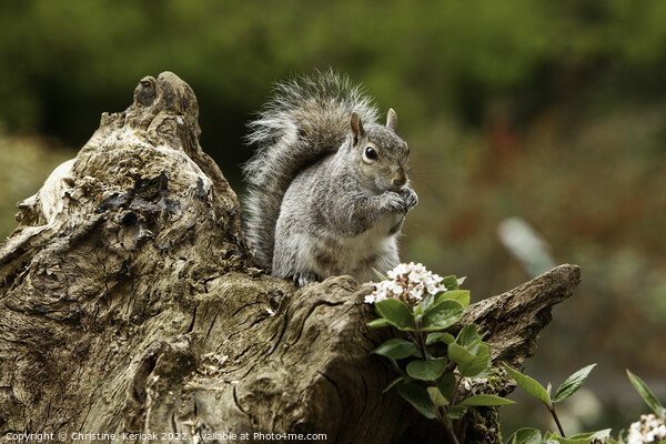Grey Squirrel Picture Board by Christine Kerioak