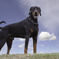 Buy canvas prints of Dobermann Standing at the Top of a Grass Bank by Christine Kerioak