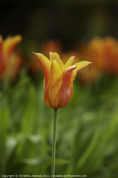 Red Orange and Yellow Tulip Picture Board by Christine Kerioak