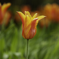 Buy canvas prints of Red Orange and Yellow Tulip by Christine Kerioak