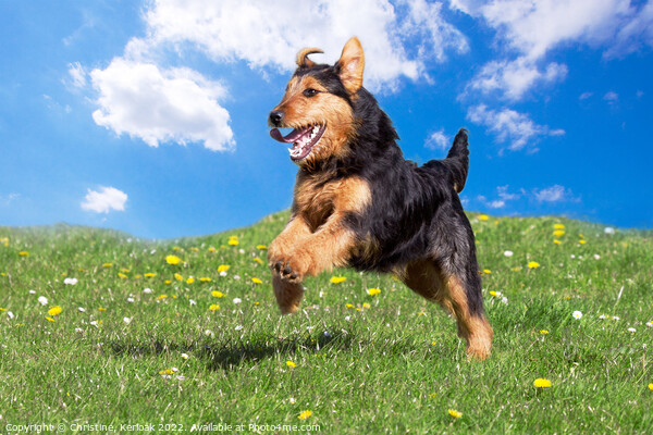 Young black and Tan Terrier leaping for joy Picture Board by Christine Kerioak