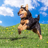 Buy canvas prints of Young black and Tan Terrier leaping for joy by Christine Kerioak