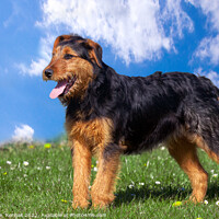 Buy canvas prints of Young Terrier Standing on Grass by Christine Kerioak