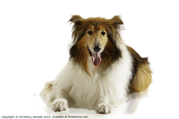 Rough Collie Laying Down Picture Board by Christine Kerioak