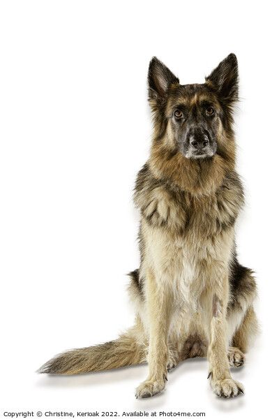 Sitting German Shepherd Dog Picture Board by Christine Kerioak