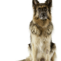 Buy canvas prints of Sitting German Shepherd Dog by Christine Kerioak