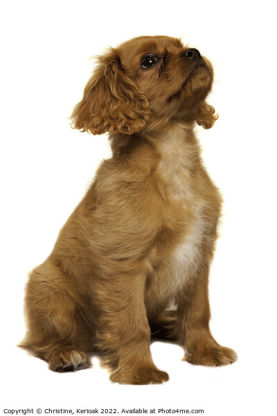 Cavalier King Charles Spaniel puppy practicing his Picture Board by Christine Kerioak