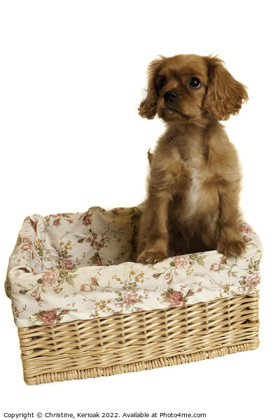 Cavalier King Charles Spaniel in a basket Picture Board by Christine Kerioak