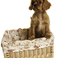 Buy canvas prints of Cavalier King Charles Spaniel in a basket by Christine Kerioak
