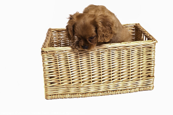 Cavalier King Charles Spaniel Puppy in a Basket  Picture Board by Christine Kerioak