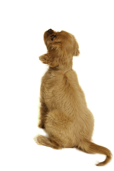 Cavalier King Charles Spaniel Back View Picture Board by Christine Kerioak