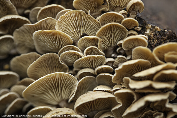 Masses of Oyster Mushrooms Picture Board by Christine Kerioak