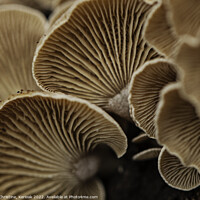 Buy canvas prints of Oyster Mushrooms from Underneath by Christine Kerioak