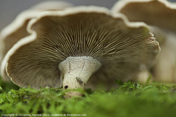 Oyster Mushroom on Moss Picture Board by Christine Kerioak