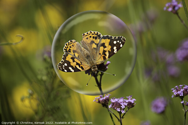 Painted Lady in a Bubble Picture Board by Christine Kerioak