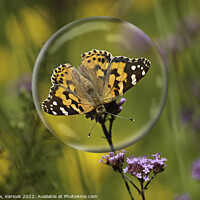 Buy canvas prints of Painted Lady in a Bubble by Christine Kerioak