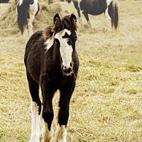 Buy canvas prints of Black and White Foal by Christine Kerioak
