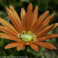 Buy canvas prints of Daisy Filled with Water by Christine Kerioak
