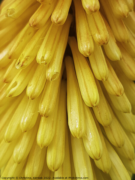 Close up of Kniphofia - Red Hot Poker Picture Board by Christine Kerioak