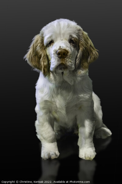 Clumber Spaniel Puppy Picture Board by Christine Kerioak
