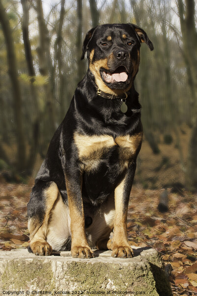 Rottweiler Sitting on a Tree Stump in Woodland Picture Board by Christine Kerioak