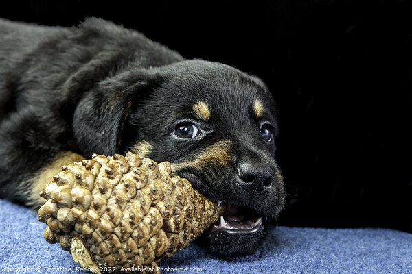 Rottweiler Puppy Chewing On A Pinecone Picture Board by Christine Kerioak
