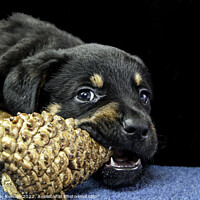 Buy canvas prints of Rottweiler Puppy Chewing On A Pinecone by Christine Kerioak