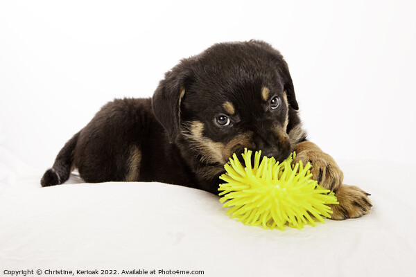 Rottweiler Puppy Playing with Yellow Toy Picture Board by Christine Kerioak