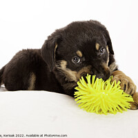 Buy canvas prints of Rottweiler Puppy Playing with Yellow Toy by Christine Kerioak