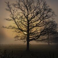 Buy canvas prints of Sun rising out of mist behind large Oak Tree by Christine Kerioak