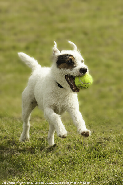 Jack Russell Terrier with Tennis Ball Picture Board by Christine Kerioak
