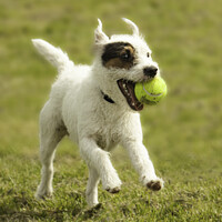 Buy canvas prints of Jack Russell Terrier with Tennis Ball by Christine Kerioak
