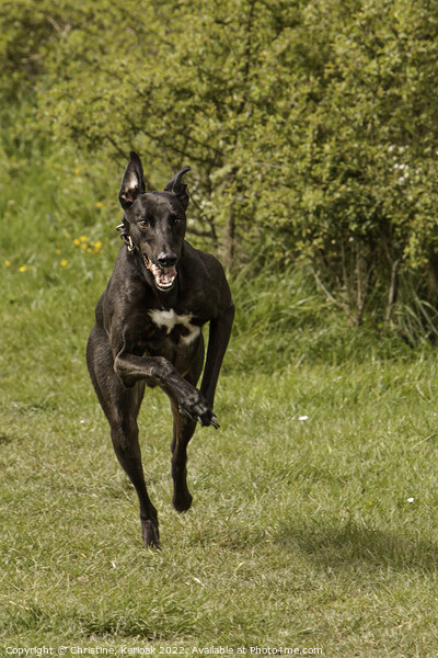 Fast Running Greyhound Picture Board by Christine Kerioak