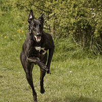 Buy canvas prints of Fast Running Greyhound by Christine Kerioak