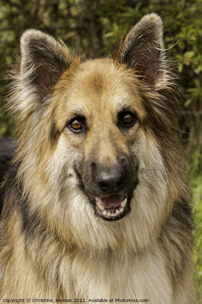 German Shepherd Dog  Portrait Picture Board by Christine Kerioak